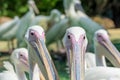 Close-up of a pair of white pelican birds