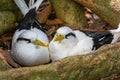 Close up of a pair White-tailed tropicbirds Phaethon lepturus hatch their eggs Royalty Free Stock Photo