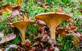 Close up of pair of yellow brown mushrooms on forest floor