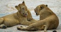 Close Up of a Pair of Young African Lions Royalty Free Stock Photo