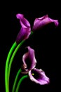 Close up of pairs of purple entwined calla lilies