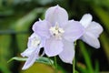 Close up of pale blue Delphinium (elatum) flowers