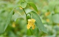 Pale jewelweed flower and leaves Royalty Free Stock Photo