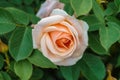 Close up of a pale orange rose bloom Royalty Free Stock Photo