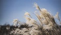 Close up, pale pampas grass Cortaderia selloana curves in the wind against a blurred blue sky background Royalty Free Stock Photo