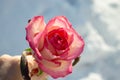 Close-up - a pale pink beautiful rose in a man`s hand against a background of snow