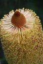 Banksia flower close