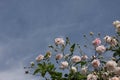 Close up of pale pink blossoms of rambler or climbing roses against pale blue sky, dreamy inflorescence  in a romantic country Royalty Free Stock Photo