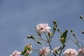 Close up of pale pink blossoms of rambler or climbing roses against pale blue sky, dreamy inflorescence  in a romantic country Royalty Free Stock Photo