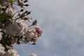 Close up of pale pink blossoms of rambler or climbing roses against pale blue sky, dreamy inflorescence  in a romantic country Royalty Free Stock Photo