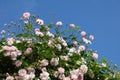 Close up of pale pink blossoms of rambler or climbing roses against blue sky, dreamy inflorescence in a romantic country cottage