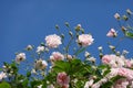 Close up of pale pink blossoms of rambler or climbing roses against blue sky, dreamy inflorescence in a romantic country cottage Royalty Free Stock Photo