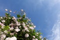 Close up of pale pink blossoms of rambler or climbing roses against blue sky, dreamy inflorescence in a romantic country cottage Royalty Free Stock Photo