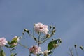 Close up of pale pink blossoms of rambler or climbing roses against blue sky, dreamy inflorescence in a romantic country cottage Royalty Free Stock Photo