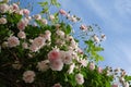 Close up of pale pink blossoms of rambler or climbing roses against blue sky, dreamy inflorescence in a romantic country cottage Royalty Free Stock Photo
