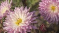 Close-up of pale pink chrysanthemum flowers. Pale pink flowers on a blurry background. Beautiful chrysanthemums in the autumn Royalty Free Stock Photo