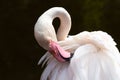 Close-up of pale pink flamingo grooming its feathers against dark background Royalty Free Stock Photo