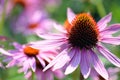 Close up of a pale pink purple coneflower, Echinacea purpurea