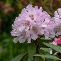 Rhododendron Christmas Cheer Royalty Free Stock Photo