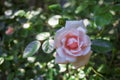 Close-up of a single pale pink rose in the garden in dappled sunlight.