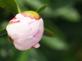 Close up of a pale pink rose bulb Royalty Free Stock Photo