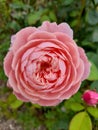 Close up of a pale pink rose flower in full bloom Royalty Free Stock Photo