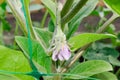 pale purple beautiful eggplant flower, with small sharp spikes