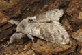 Close up of a pale tussock, Calliteara pudibunda on a piece of wood Royalty Free Stock Photo