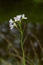 Close-up of Cuckoo flower Royalty Free Stock Photo