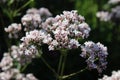 Close up of the pale white pink flowers of Valeriana officinalis
