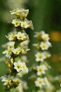 Pale yellow eyed grass Sisyrinchium striatum Royalty Free Stock Photo