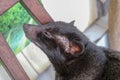 Close up of Palm Civet Luwak leÃÂ¾ÃÂ­cÃÂ­ na wooden chair in a coffee shop in Bali, Indonesia. Black head Luwak Civet. Luwak Coffee Royalty Free Stock Photo