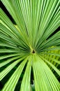 Close up of a palm leaf Royalty Free Stock Photo