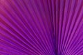 Close up of palm leaf. Abstract background, purple surreal tone