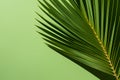 Close up of Palm leaf casting shadow on green background with copy space Royalty Free Stock Photo