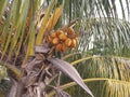 Close-up of palm leaf with orange coconuts. Martinique, French West Indies. Caribbean Background. Natural colors and texture