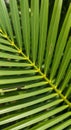 Close-up of a palm leaf, possibly from the Cycadales order. The leaf features long, slender, Royalty Free Stock Photo