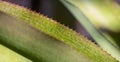 close up of a palm leaf with ridged spikes