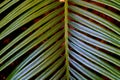 close-up of a fragment of a cycus palm leaf Royalty Free Stock Photo