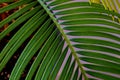 close-up of a fragment of a cycus palm leaf Royalty Free Stock Photo