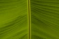 Close up of palm leaf with spine in the middle and pattern details Royalty Free Stock Photo