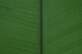 Close up of palm leaf with spine in the middle and pattern details Royalty Free Stock Photo