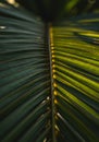 Close Up of Palm Leaf Texture with Sunlight and Shadow Royalty Free Stock Photo