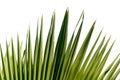 Close up palm leave on isolated white background. Royalty Free Stock Photo