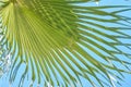 Close up of palm leaves against blue sky background Royalty Free Stock Photo