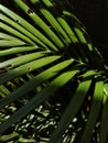 Close up palm leaves in the morning