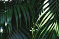 Close up of Palm leaves in tropical forests with sun shine on dark green tone Royalty Free Stock Photo