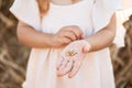 close up palm of little girl hand with wheat grains Royalty Free Stock Photo