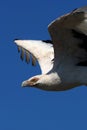 Close-up of a Palm-nut vulture in flight Royalty Free Stock Photo