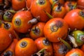 Close-up oil palm fruits, elaeis guineensis